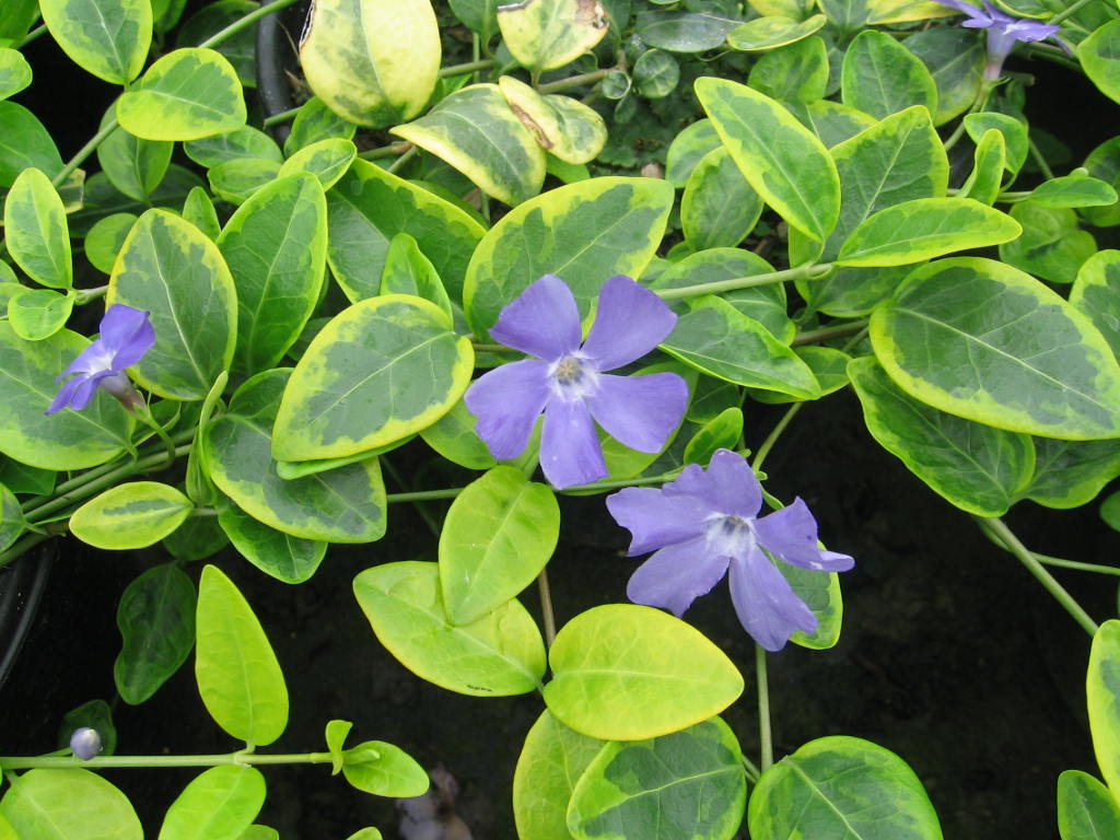 Vinca minor 'Blue and Gold'